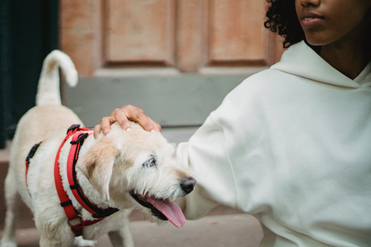The Benefits of Renting to Tenants with Pets